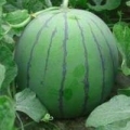 安徽砀山最大的瓜果蔬菜供应基地