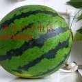山东泗水京欣西瓜开始热卖