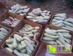 山东费县德元脆宝甜瓜绿皮白皮甜瓜交易中心