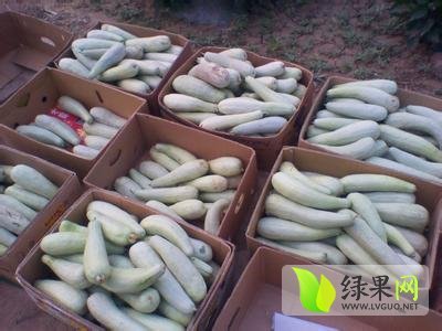 2014年山东费县脆宝价格