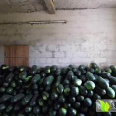 广西南宁坛洛镇地冬瓜1毛2钱了量大哟!!