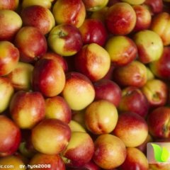 山东万亩油桃上市平邑县地方镇胡如海