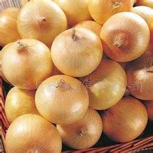 河南新野黄皮洋葱大量上市