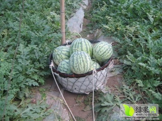 2014年江苏新沂8424西瓜价格