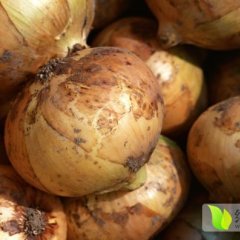 河南新野黄皮洋葱