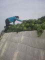山东昌乐京欣四月中旬大量上市