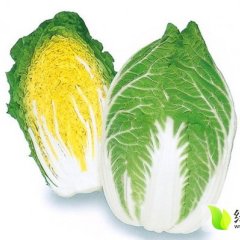 张家口大白菜服务中心