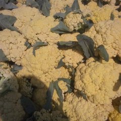 江苏沛县白面青梗松花菜：河口镇周亚