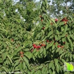 山东安丘红灯：辉渠镇小白