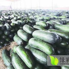 河南沁阳黑优大冬瓜：崇义镇翟正义