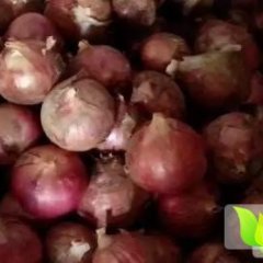 河南汝州红皮洋葱：纸坊乡邵飞飞