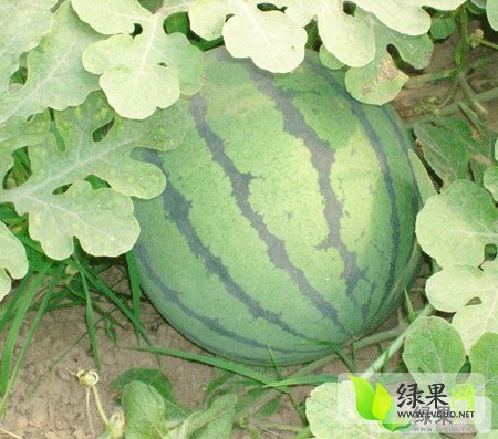 2014年山东昌乐双星价格
