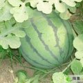 山东昌乐双星：乔官宋春先