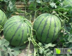 山东定陶京欣：景店收李咏