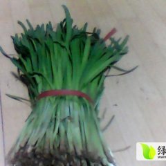 辽宁北宁汉中韭菜：中安镇陈宇龙