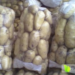 山东滕州荷兰土豆：界河镇丁先生