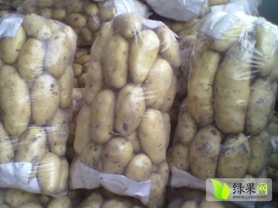 荷兰土豆价格