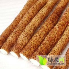 河北饶阳麻山药