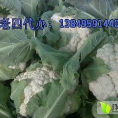 河南博爱雪玉：孝敬镇张老四