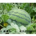江苏灌云8424西瓜：王集乡朱必亮