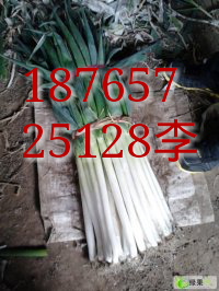 2014年山东安丘铁杆大葱价格