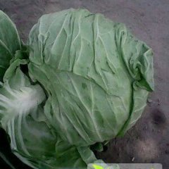 河南新野卷心菜：樊集乡卢永胜