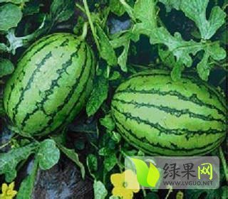 西瓜价格
