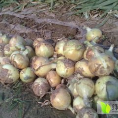 江苏丰县洋葱大量上市，民风朴实