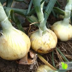 山东黄皮洋葱：大新村周全武