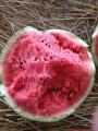 江苏东台花皮无籽：弶港周正花