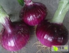 河南新野优质紫皮洋葱，欢迎选购！