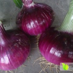 河南新野优质紫皮洋葱，欢迎选购！