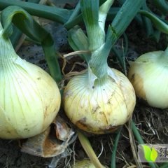 山东郯城黄皮洋葱：大新村周全武