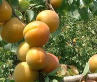 陕西大荔金太阳杏：双泉镇李铁牛