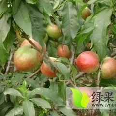 陕西大荔中油5号：双泉镇李铁牛