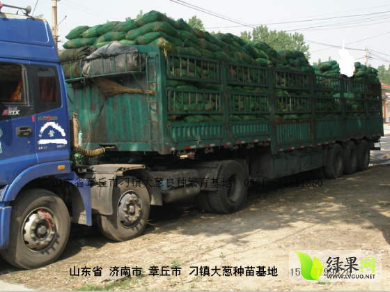 大梧桐价格