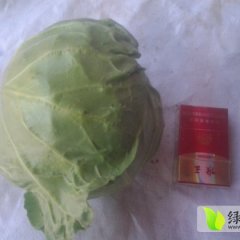 陕西华县中甘21甘蓝：下庙王博博