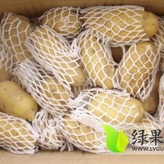 山东滕州荷兰十五土豆火爆上市中