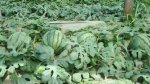 河北巨鹿西瓜三四天后可以大量上市