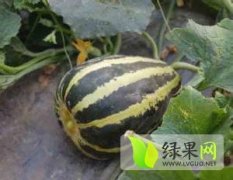 山东寒亭大棚甜瓜自产自销