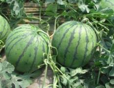 山东平度京欣西瓜集中上市 价格合理