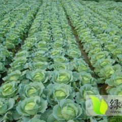 湖南君山区平包300-500亩