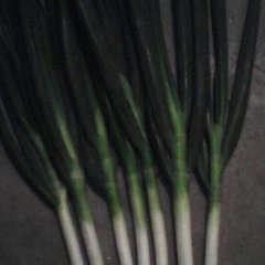 山东潍坊安丘大葱已上市！！！！！