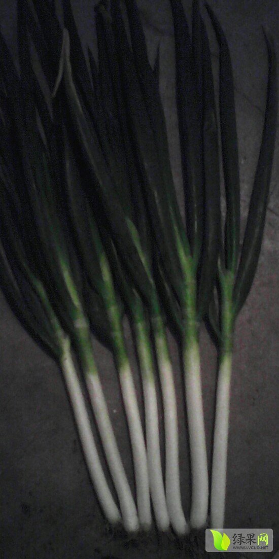 2014年山东安丘铁杆大葱价格