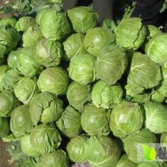 河南汝州中甘21甘蓝近期大量上市