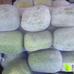 山东莘县一串铃冬瓜开始上市