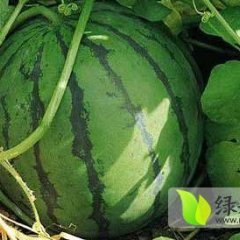 黑龙江西瓜代收东北西瓜代办