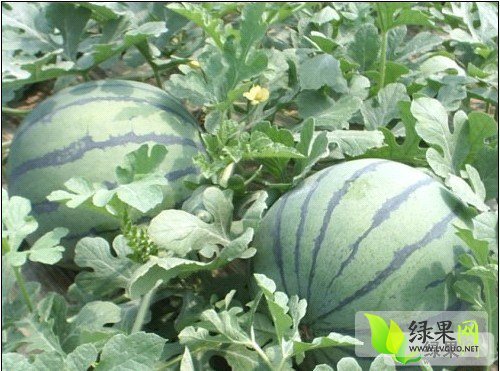 2014年江苏东台京欣价格