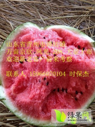 2020年山东青州凤光价格