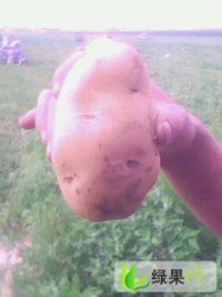 辽宁凌海荷兰十五马铃薯种植基地